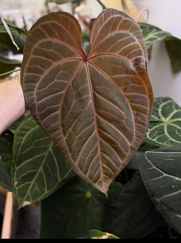 "Cinnamon Swirl" x 'Tim's Black' mother plant, photo 2 of 3