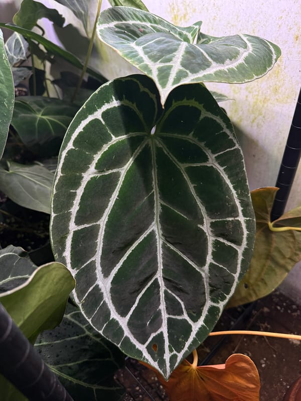 Anthurium crystallinum "Antioquia" mother plant