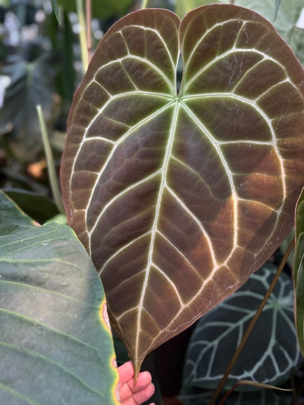 Anthurium crystallinum x aff besseae mother plant