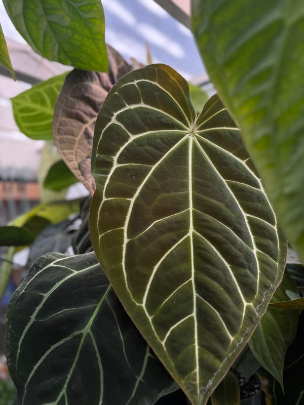 Anthurium crystallinum x carlablackiae mother plant, photo 2 of 3