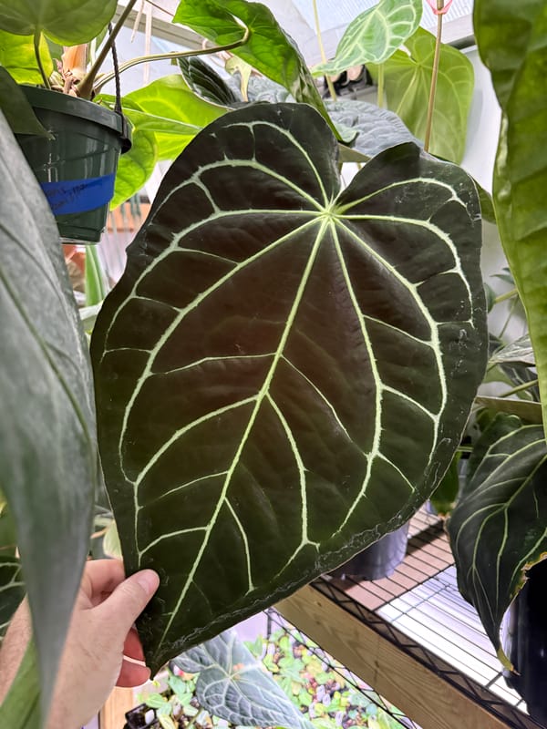Anthurium crystallinum x carlablackiae mother plant, photo 3 of 3