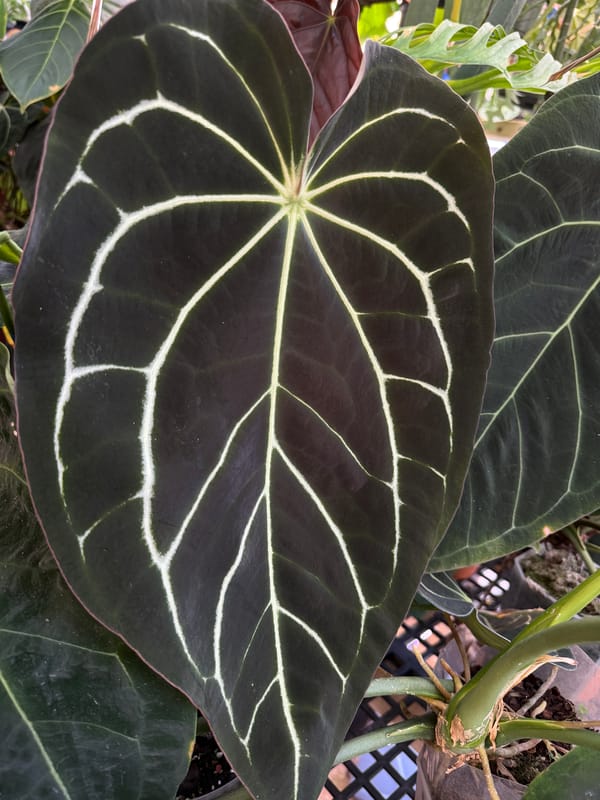 Anthurium crystallinum x carlablackiae mother plant, photo 1 of 3