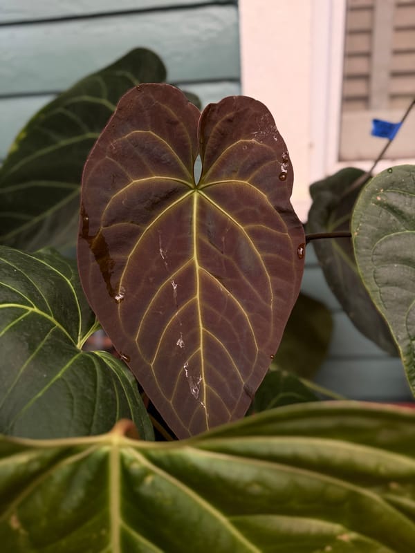 crystallinum "Dark" x Indo hoffmanii mother plant
