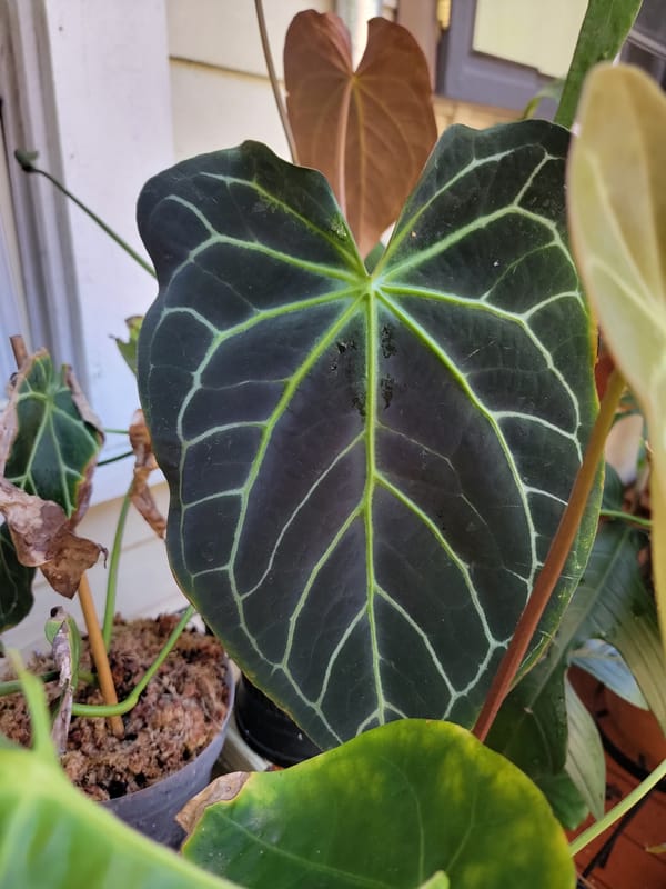 Anthurium crystallinum x magnificum mother plant
