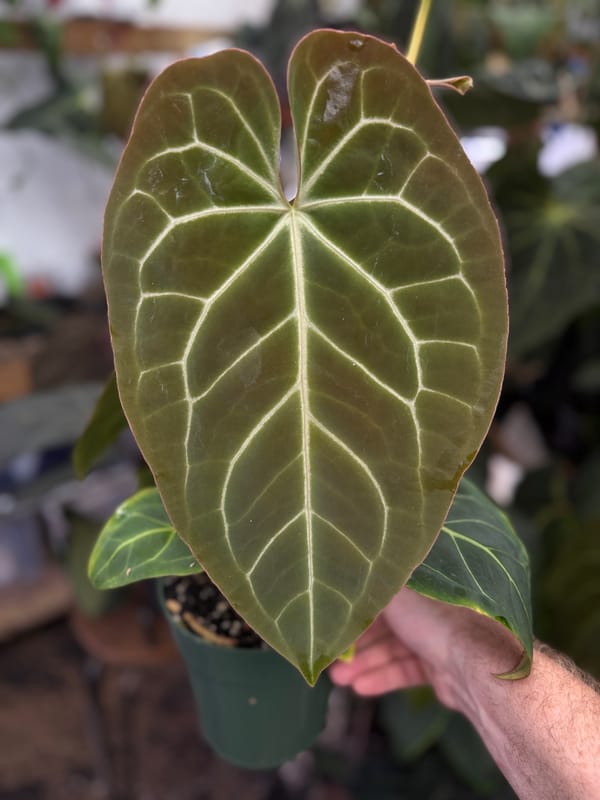 Anthurium (crystallinum x magnificum) x aff besseae mother plant