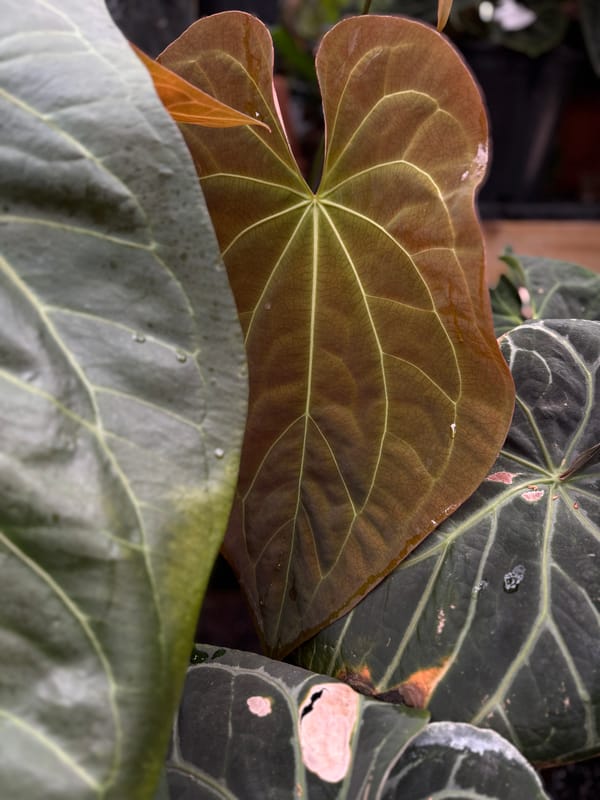 Anthurium crystallinum x papillilaminum mother plant, photo 1 of 2