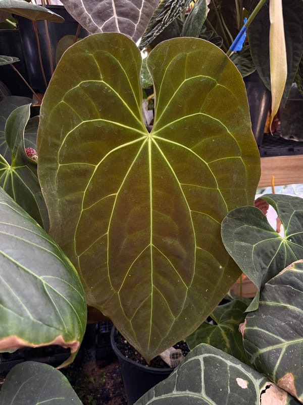 Anthurium crystallinum x papillilaminum mother plant, photo 2 of 2