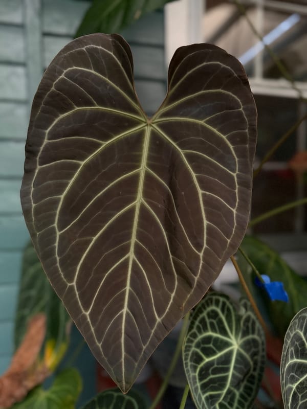 crystallinum x regale mother plant