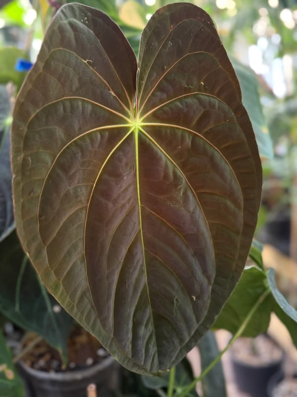 Anthurium papillilaminum "Dark" mother plant, photo 2 of 2