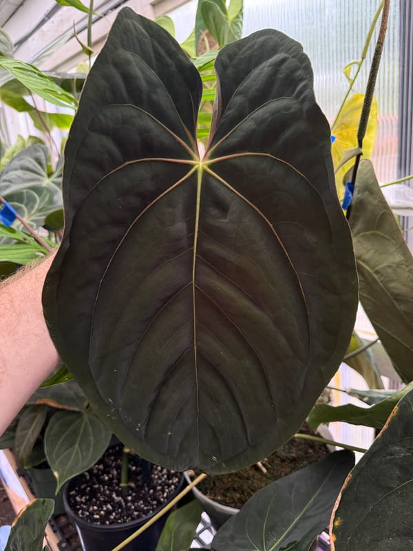 Anthurium papillilaminum "Dark" mother plant, photo 1 of 2