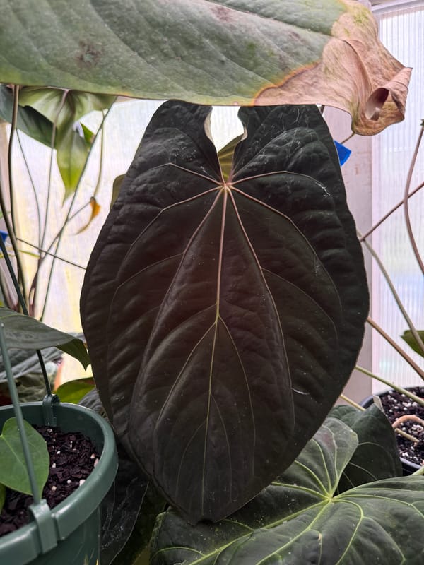"Dreamweaver" x Ree papillilaminum mother plant, photo 2 of 3