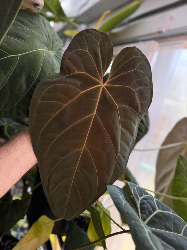 "Dreamweaver" x Ree papillilaminum mother plant, photo 3 of 3