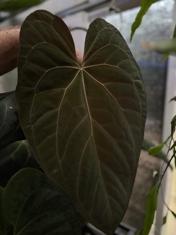"Dreamweaver" x Ree papillilaminum mother plant, photo 1 of 3