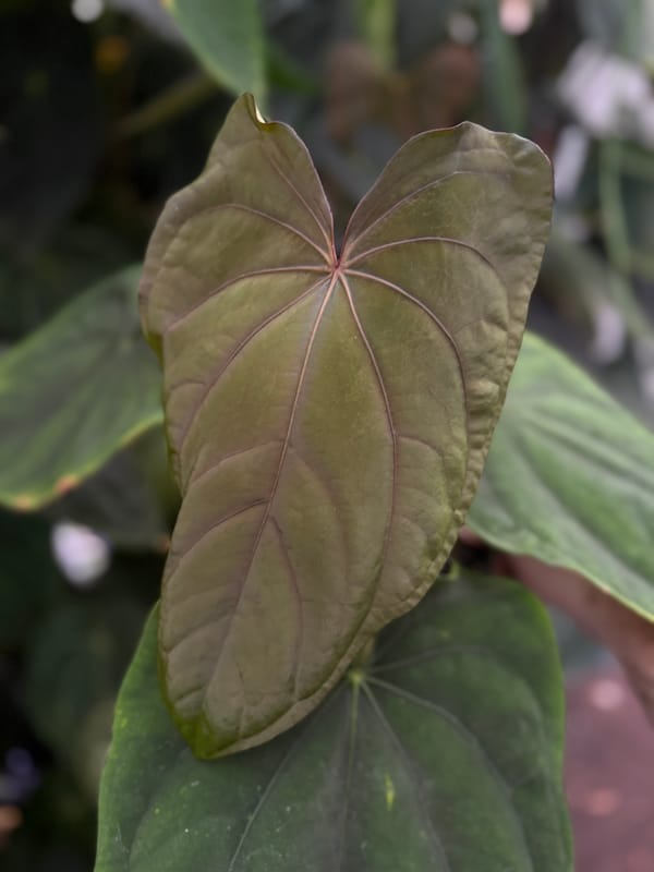 Anthurium dressleri mother plant, photo 1 of 2