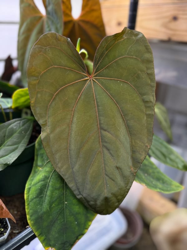 Anthurium dressleri mother plant, photo 2 of 2