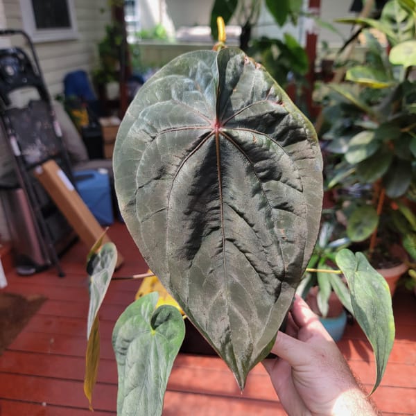 Anthurium dressleri x antolakii mother plant, photo 2 of 2