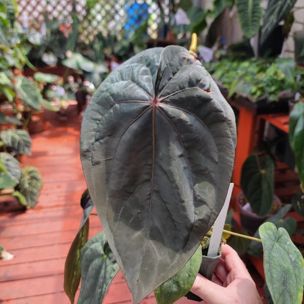 Anthurium dressleri x antolakii mother plant, photo 1 of 2