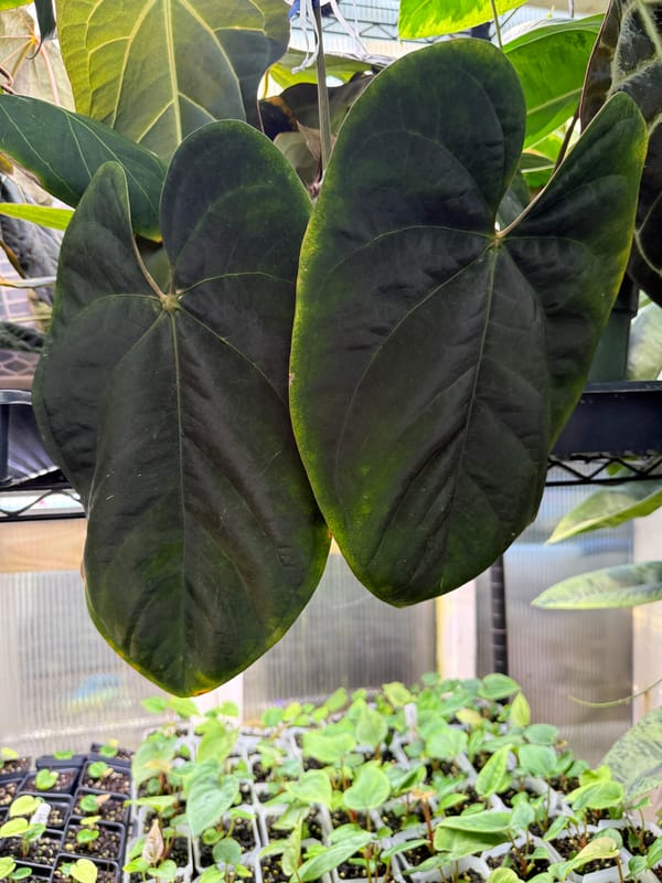 Anthurium Eastern dressleri mother plant, photo 2 of 2