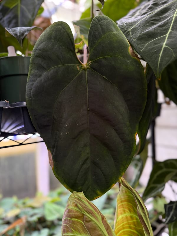 Anthurium Eastern dressleri mother plant, photo 1 of 2
