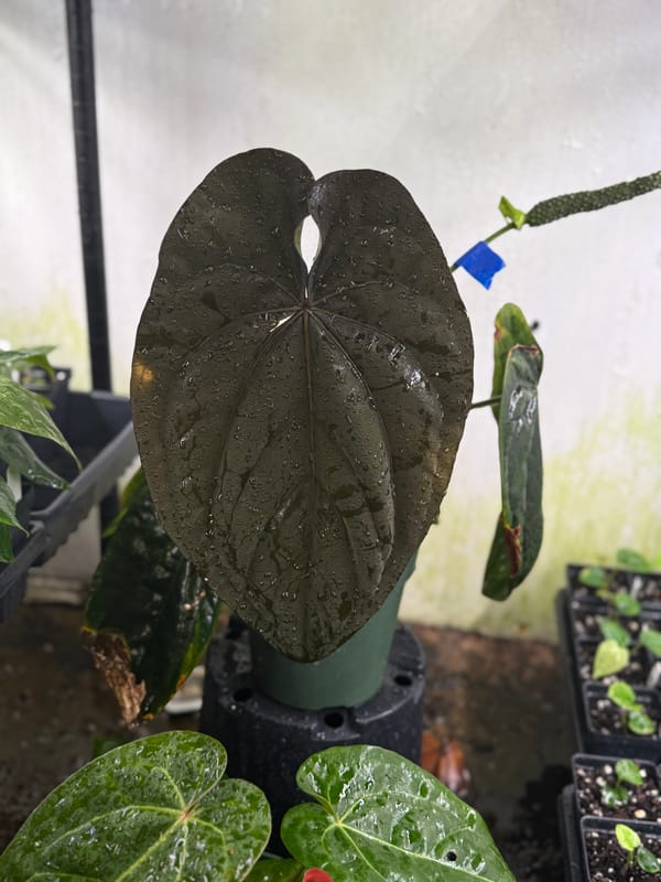 Anthurium dressleri "Extremely Dark Dressleri" mother plant, photo 2 of 4