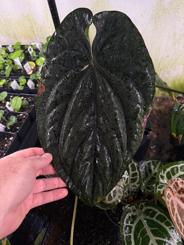 Anthurium dressleri "Extremely Dark Dressleri" mother plant, photo 3 of 4