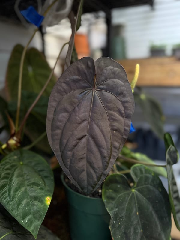 Anthurium dressleri "Extremely Dark Dressleri" mother plant, photo 4 of 4