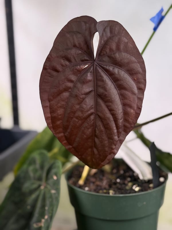 Anthurium dressleri "Extremely Dark Dressleri" mother plant, photo 1 of 4