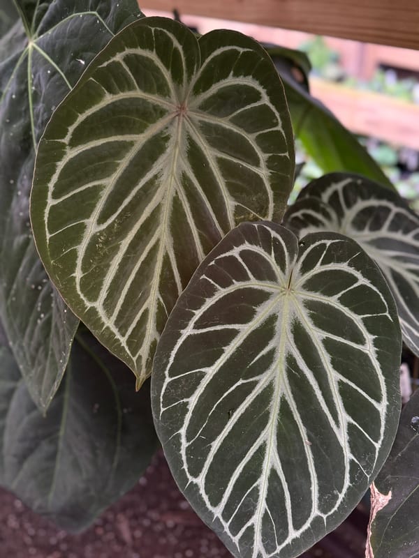 "El Tigre" unknown hybrid mother plant, photo 2 of 5
