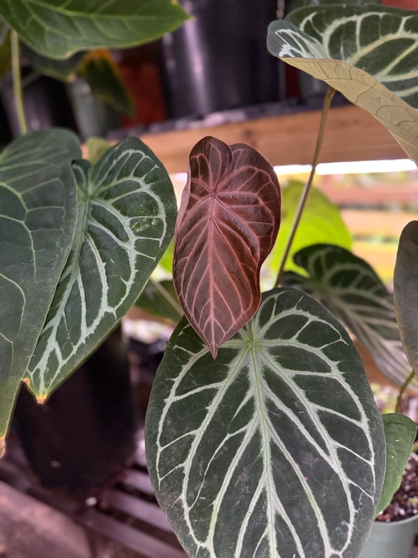 "El Tigre" unknown hybrid mother plant, photo 3 of 5