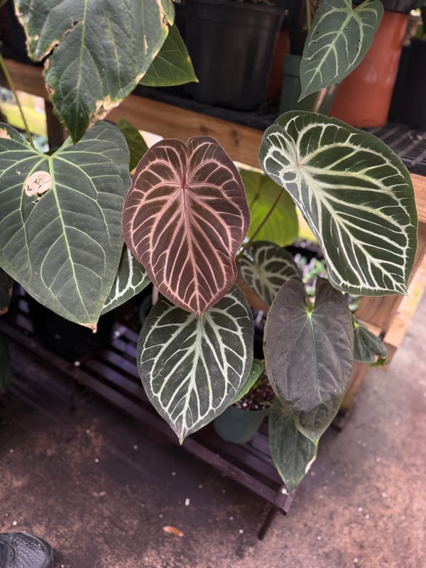 "El Tigre" unknown hybrid mother plant, photo 4 of 5