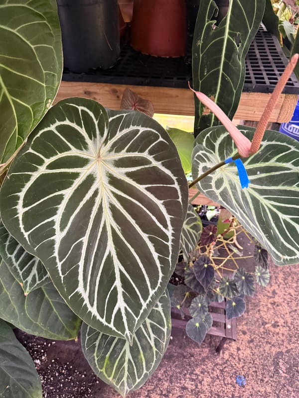 "El Tigre" unknown hybrid mother plant, photo 5 of 5