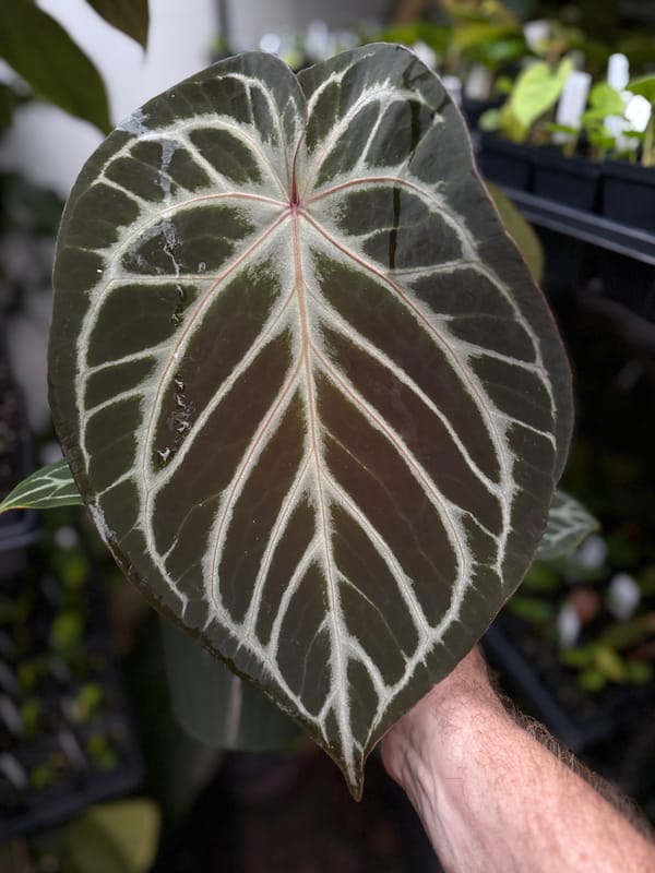 "El Tigre" unknown hybrid mother plant, photo 1 of 5