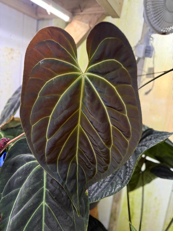 Anthurium aff besseae "Elvis" mother plant, photo 2 of 4