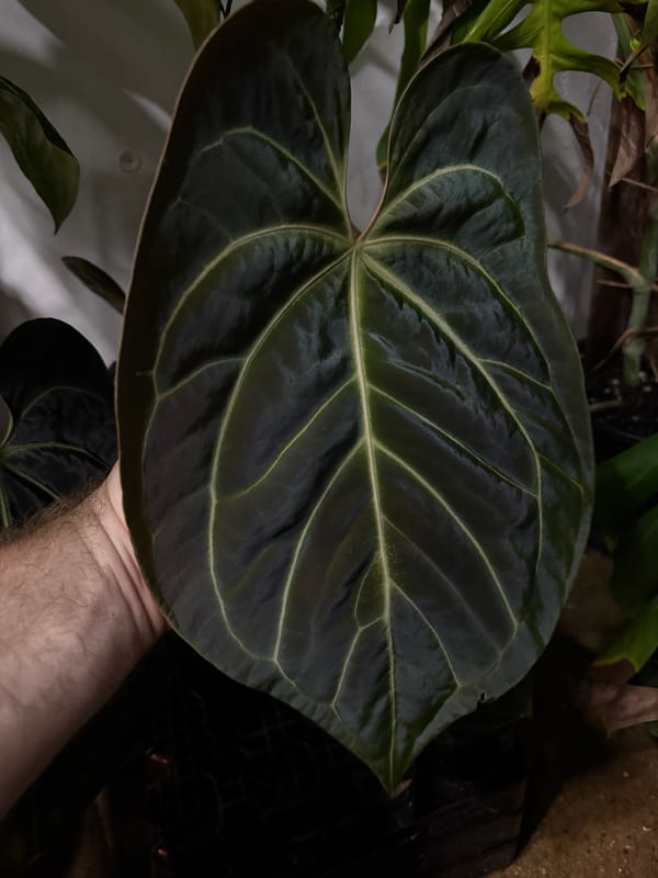 Anthurium aff besseae "Elvis" mother plant, photo 3 of 4