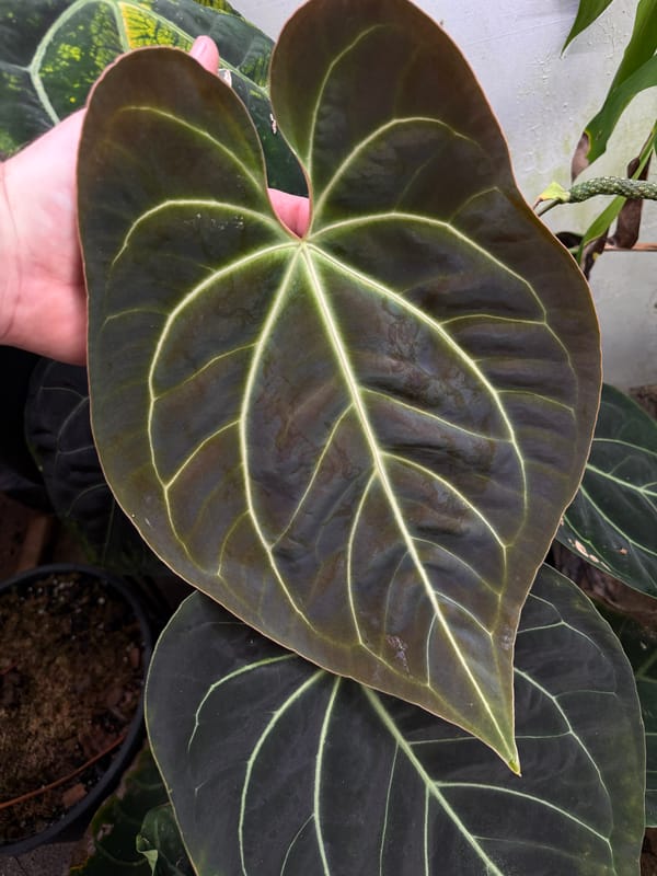 Anthurium aff besseae "Elvis" mother plant, photo 4 of 4