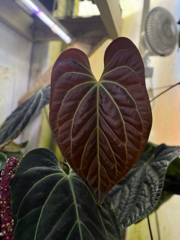 Anthurium aff besseae "Elvis" mother plant, photo 1 of 4