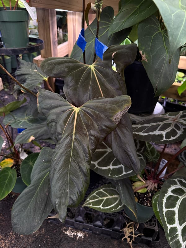 Anthurium papillilaminum "RLFS" F2 "Flatty" mother plant