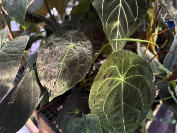 Anthurium forgetii mother plant, photo 2 of 3