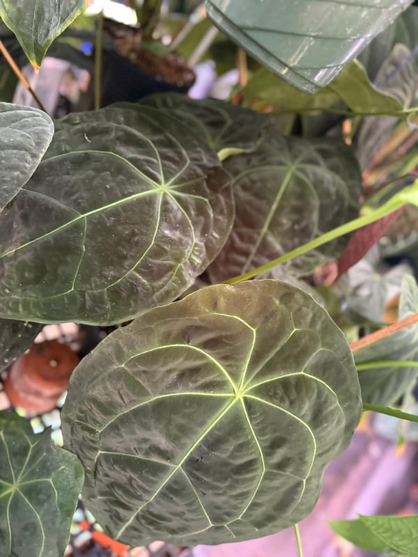 Anthurium forgetii mother plant, photo 3 of 3