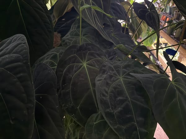 Anthurium forgetii mother plant, photo 1 of 3
