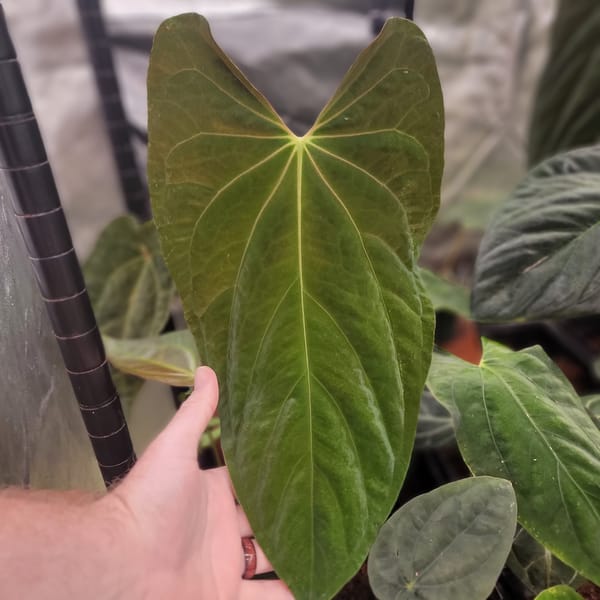 Anthurium papillilaminum "Ft Sherman" x self mother plant