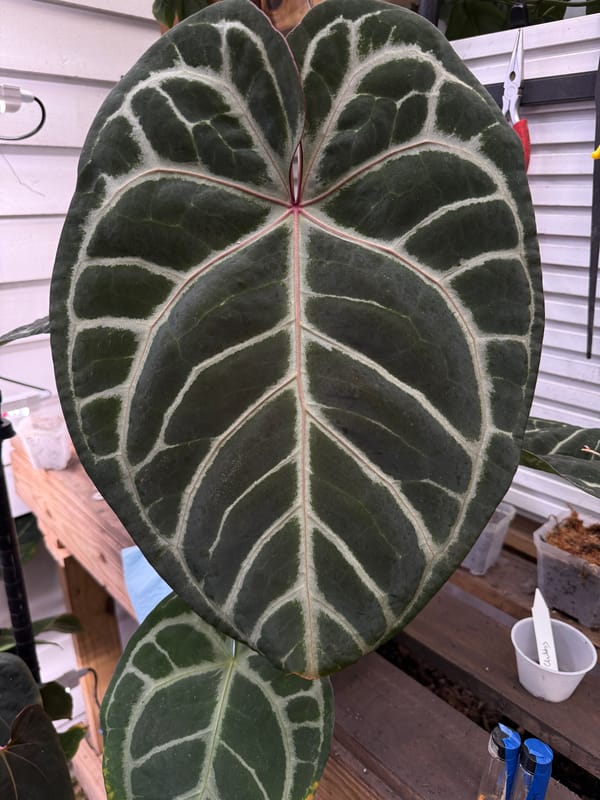 "Giant Pink" mother plant, photo 2 of 3