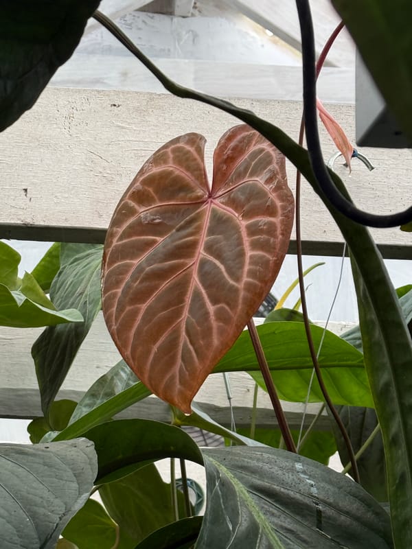 "Giant Pink" mother plant, photo 3 of 3