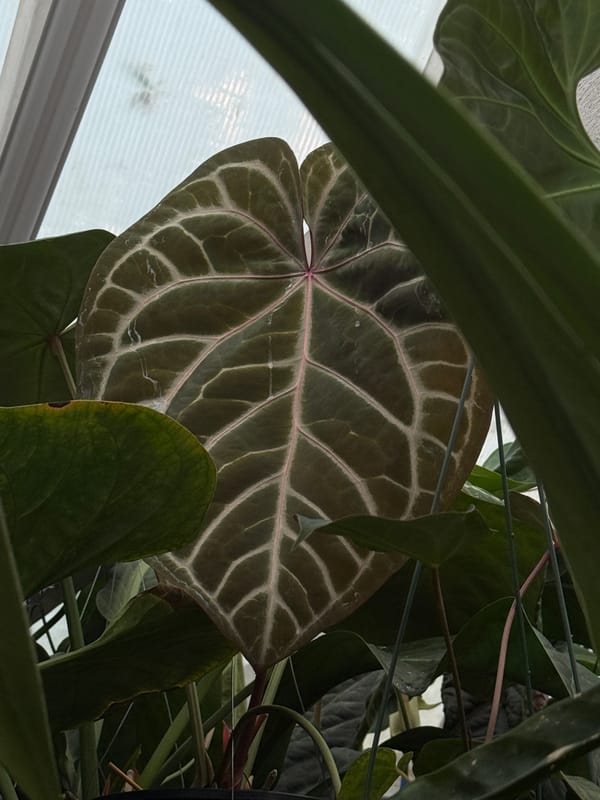 "Giant Pink" mother plant, photo 1 of 3