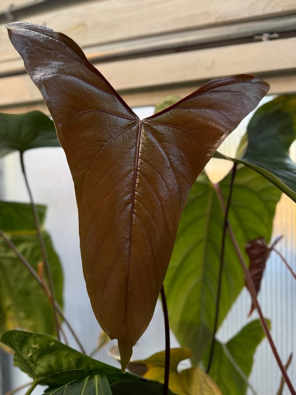 Anthurium nigrolaminum "Gigi" mother plant, photo 2 of 4