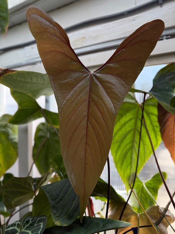 Anthurium nigrolaminum "Gigi" mother plant, photo 3 of 4