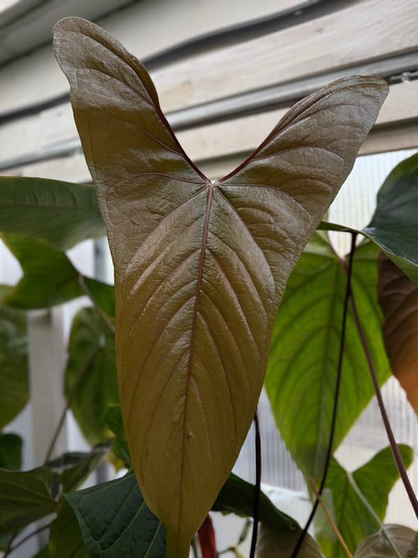 Anthurium nigrolaminum "Gigi" mother plant, photo 4 of 4