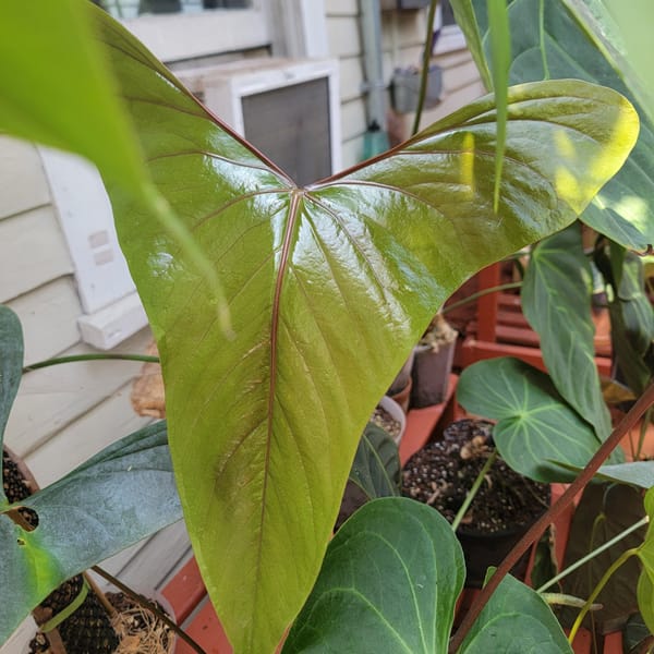Anthurium nigrolaminum "Gigi" mother plant, photo 1 of 4
