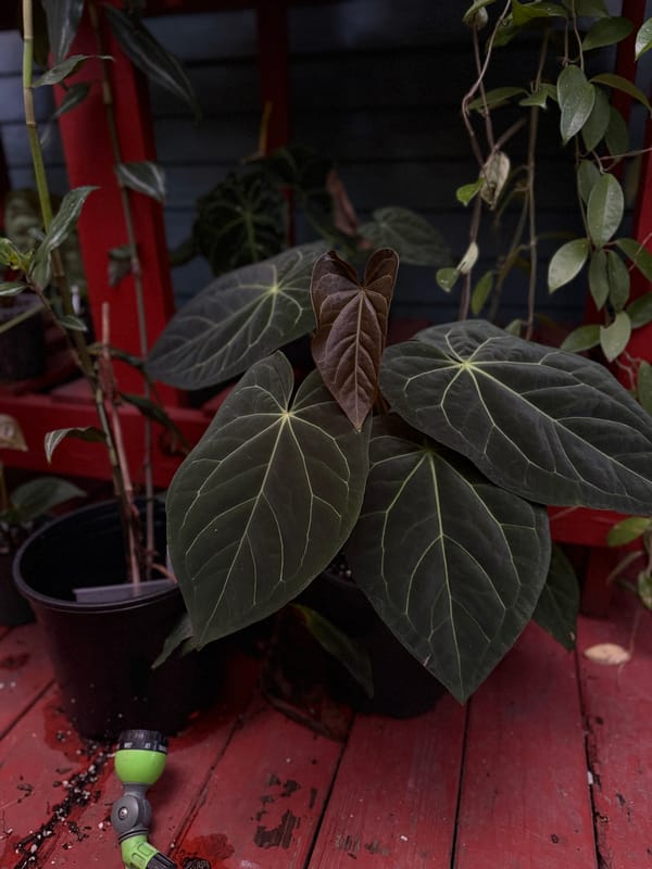 ("Greige" x red crystal) x carlablackiae mother plant, photo 2 of 2