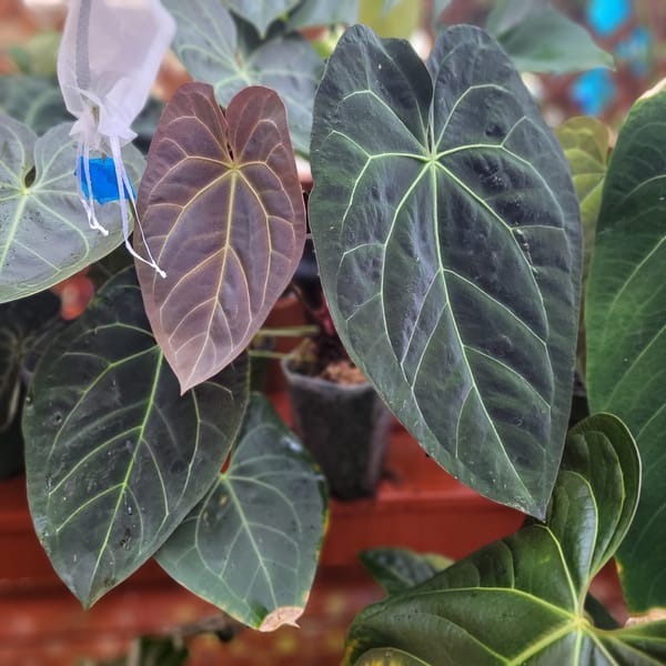 ("Greige" x red crystal) x carlablackiae mother plant, photo 1 of 2